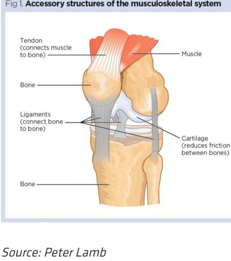 Muscles joints. Tendons and ligaments. Ligament Joint tendon. Joints, muscles and ligaments. Ligament tendon and Cartilage.