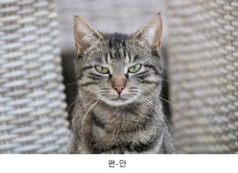많이들 오해하는 고양이 표정 원탑 | 인스티즈