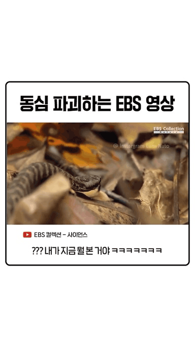 동심 파괴하는 EBS 영상.gif | 인스티즈