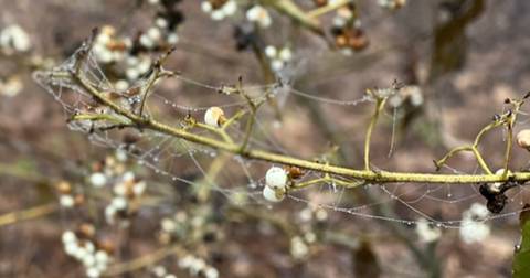 특이한 거미줄 구조 (거미사진x) | 인스티즈