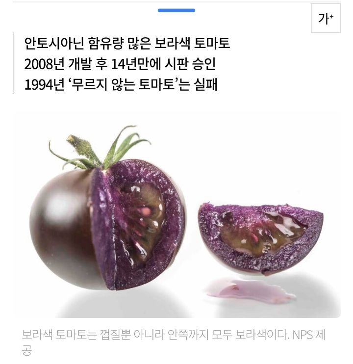 '항산화물질 10배' 보라색 GMO 토마토, 드시겠습니까? | 인스티즈
