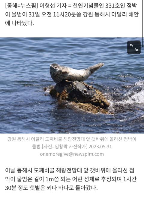 천연기념물 '점박이 물범' 동해 어달리 출현 | 인스티즈