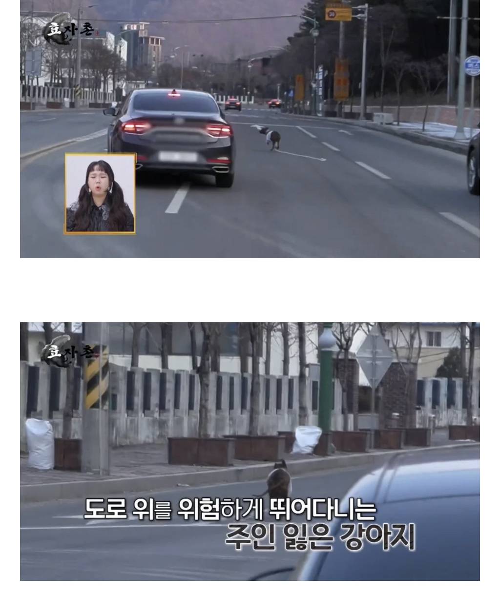 예능 촬영중에 떠돌이개 구조한 아이돌 | 인스티즈