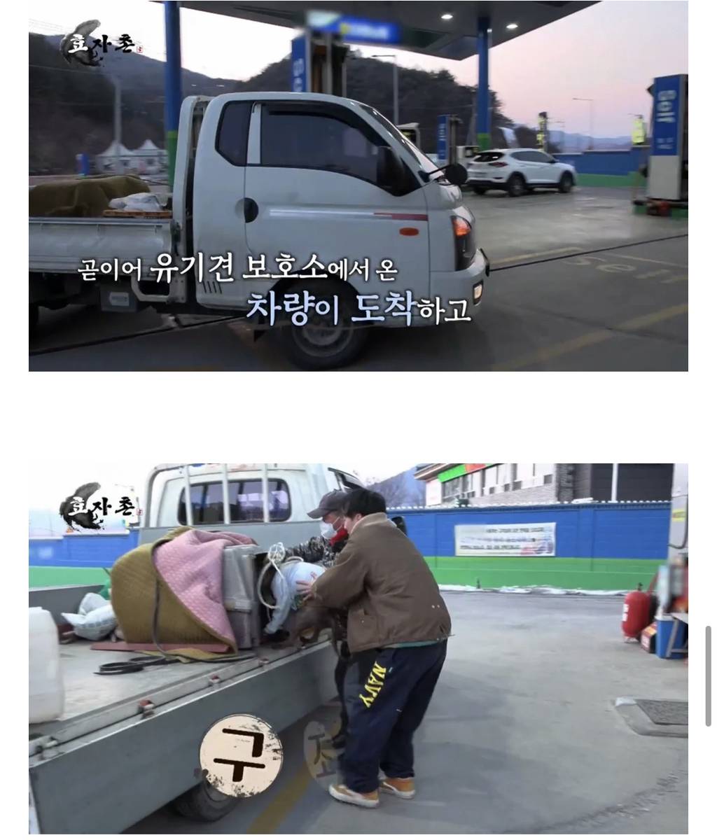 예능 촬영중에 떠돌이개 구조한 아이돌 | 인스티즈