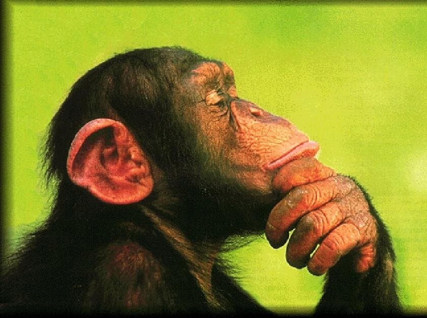 image.png 어딘가 친근한 침팬치 사진들.jpg