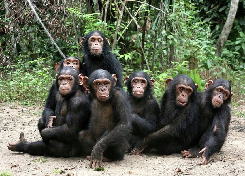 image.png 어딘가 친근한 침팬치 사진들.jpg