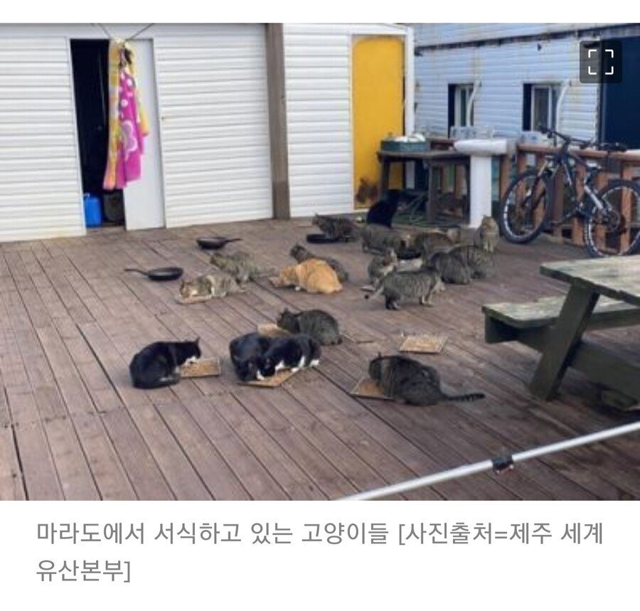 꺼지라고좀.jpg 전문가들: 마라도의 고양이들 전부 반출해야됨