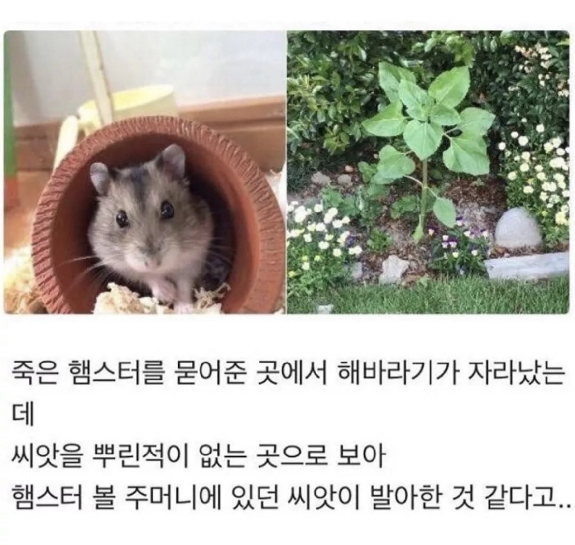 햄스터가 떠나면서 주고간 선물.jpg