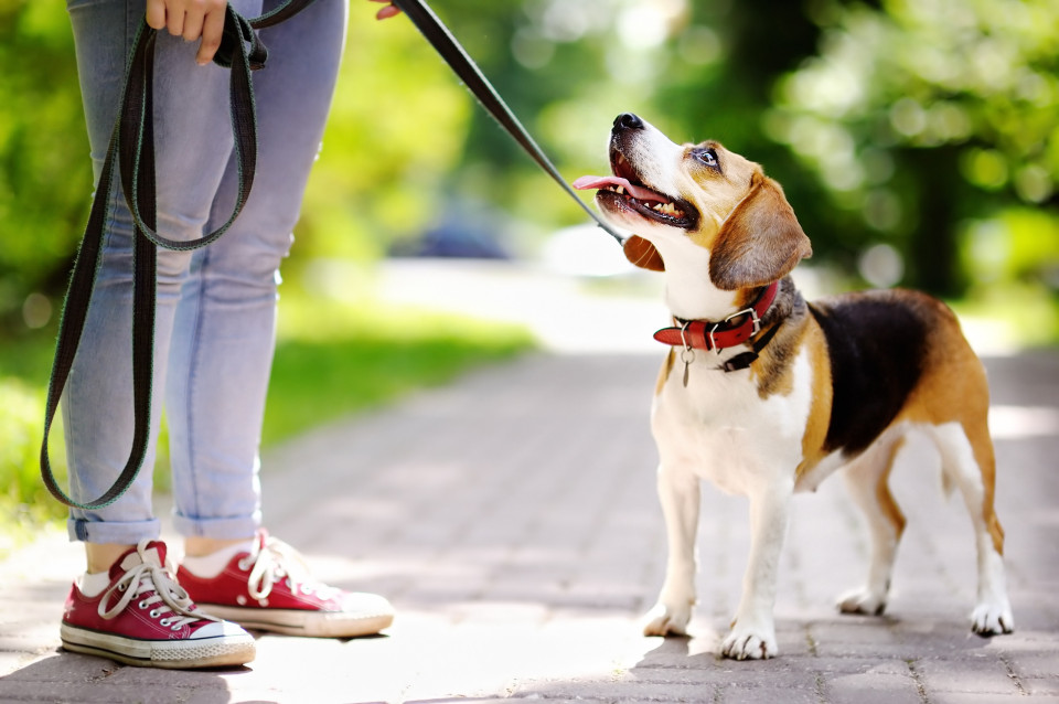개가 싫어하는 인간의 29가지 행동, 시보드 블로그