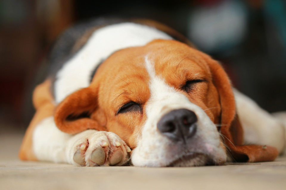 개가 싫어하는 인간의 29가지 행동, 시보드 블로그