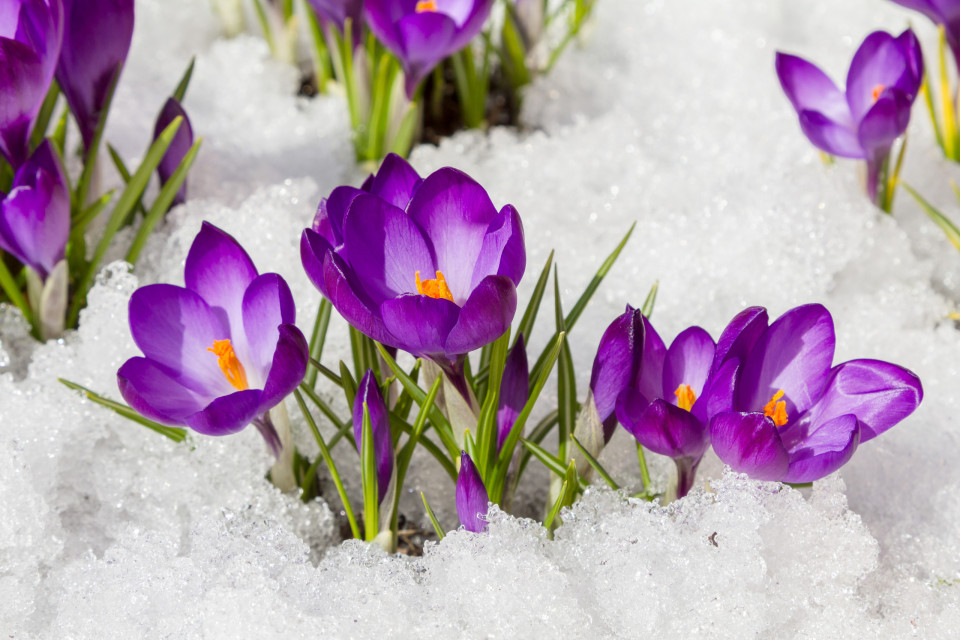 최고의 겨울 야외 월동 식물들은?, 시보드 블로그