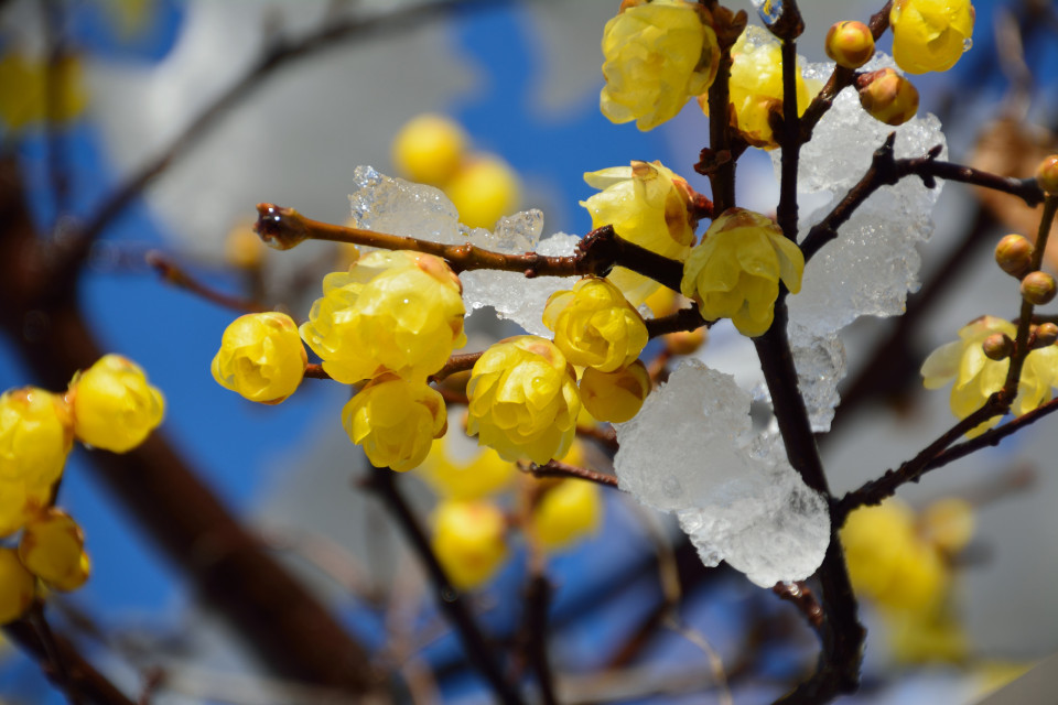 최고의 겨울 야외 월동 식물들은?, 시보드 블로그
