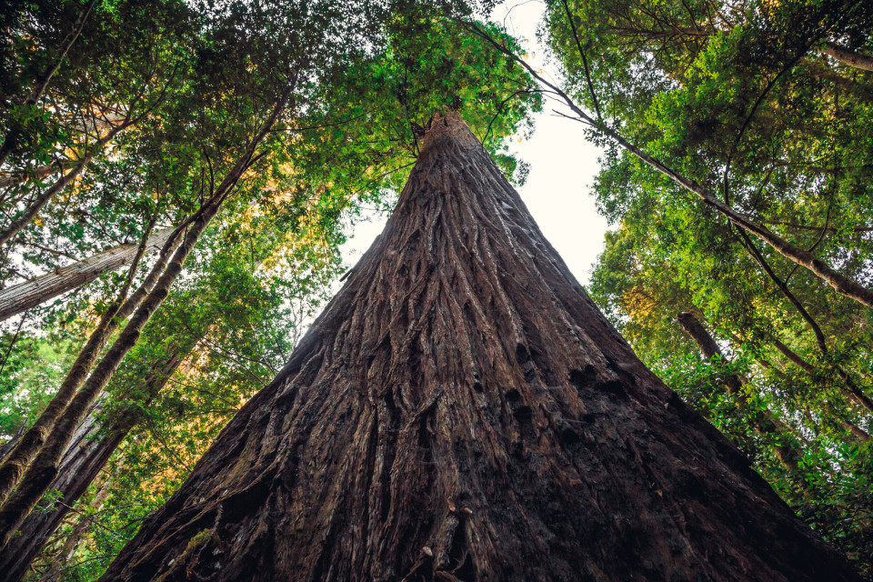 세계에서 가장 키가 큰 나무들과 그것들을 감상할 수 있는 곳!, 시보드 블로그