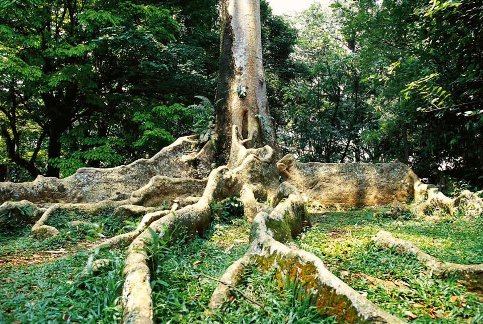 세계에서 가장 키가 큰 나무들과 그것들을 감상할 수 있는 곳!, 시보드 블로그