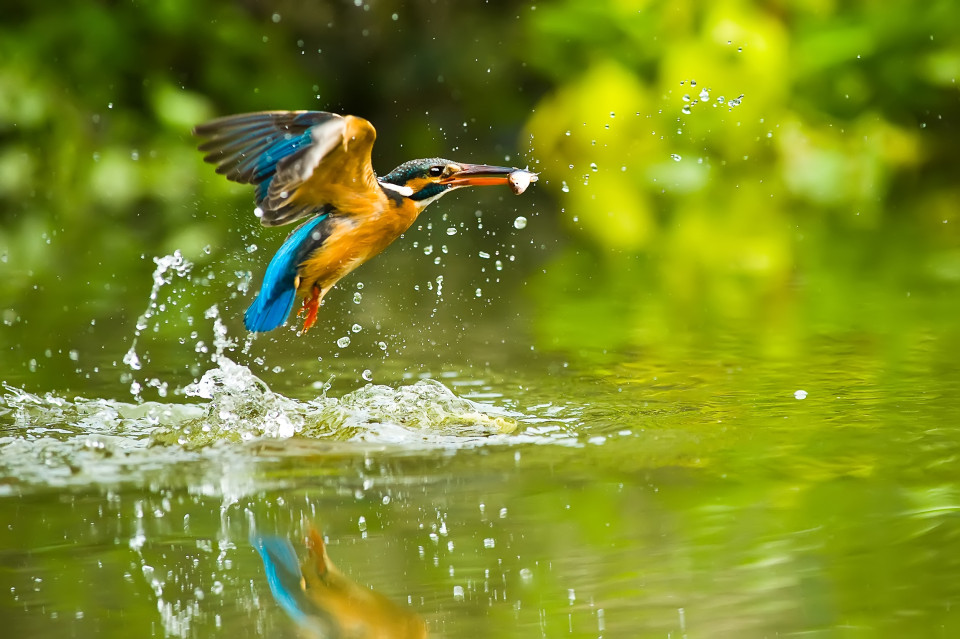 거침없이 물속으로 다이빙을 하는 새가 있다?, 시보드 블로그