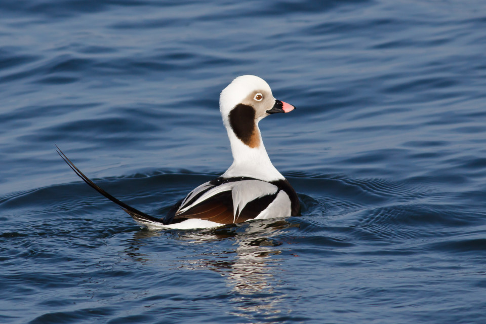 거침없이 물속으로 다이빙을 하는 새가 있다?, 시보드 블로그