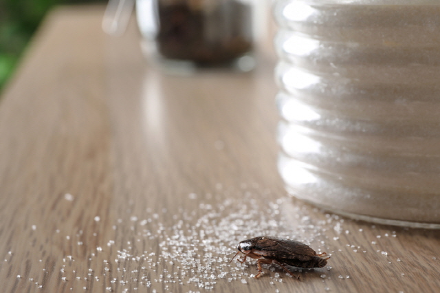 바퀴벌레가 나오는 집의 특징 확인법: 집 구매 시 점검 사항, 시보드 블로그