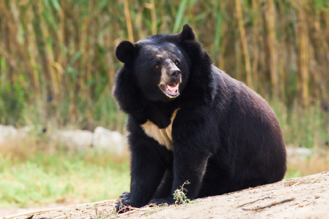 산에서 곰을 만났을 때의 현명한 대처법: 안전한 산행 가이드, 시보드 블로그
