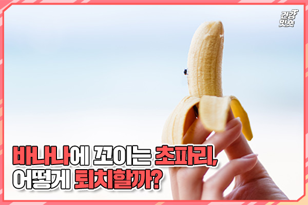 바나나를 두면 생기는 &#8216;초파리&#8217; 문제, 해결방안이 궁금하다면?, 시보드 블로그