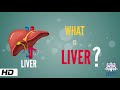What is Liver? (Anatomy, Parts and Function)
