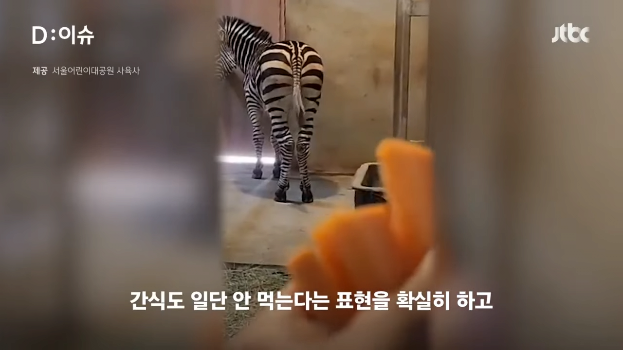 [D_이슈] _ JTBC 뉴스룸 1-7 screenshot (3).png 탈주했다가 잡혀서 집으로 돌아간 얼룩말 근황 ㄷㄷㄷㄷ..JPG
