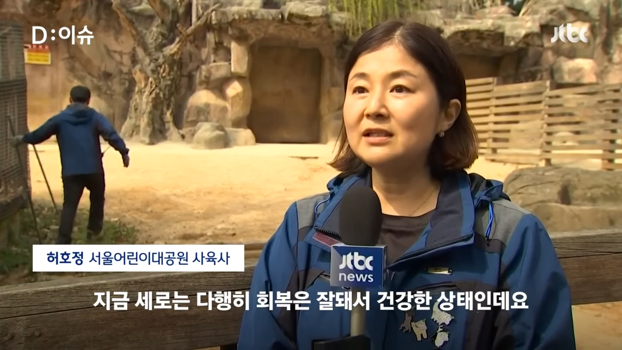 [D_이슈] _ JTBC 뉴스룸 1-7 screenshot (1).png 탈주했다가 잡혀서 집으로 돌아간 얼룩말 근황 ㄷㄷㄷㄷ..JPG