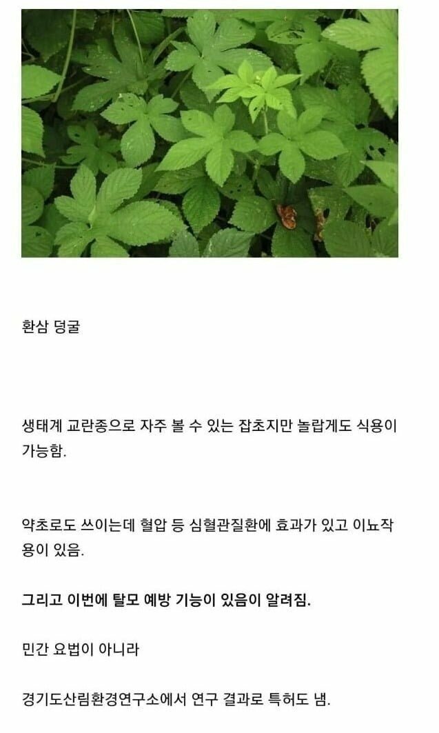 02.jpg 한국 생태계를 파괴중인 외래종 잡초의 결말