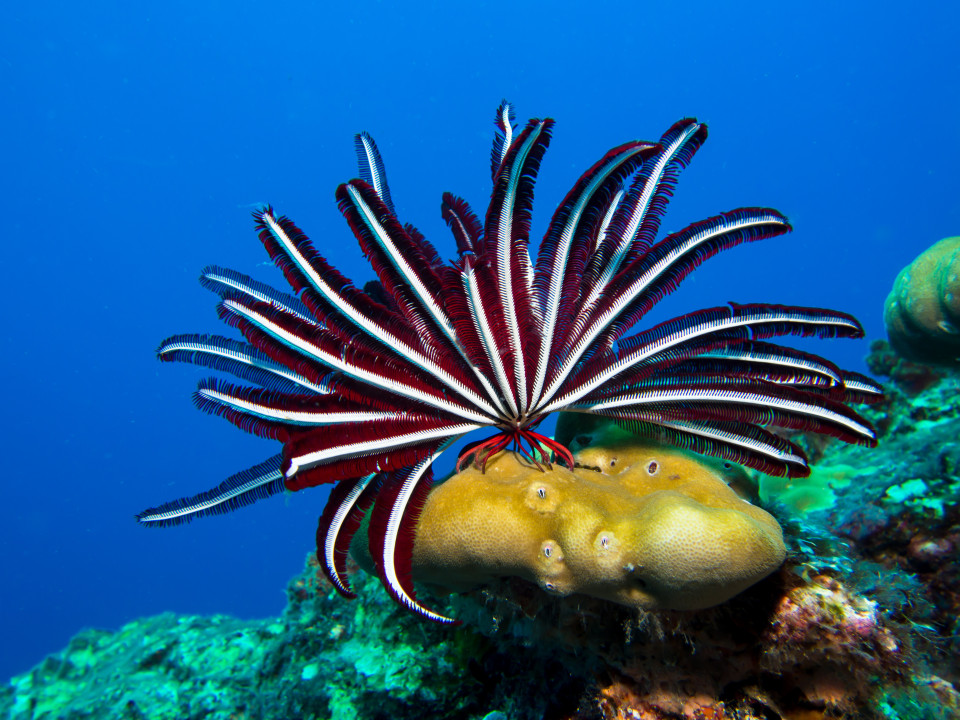 아니! 이게 뭐야? 깊은 바닷 속 경이롭고 초현실적인 바다 생물들, 시보드 블로그