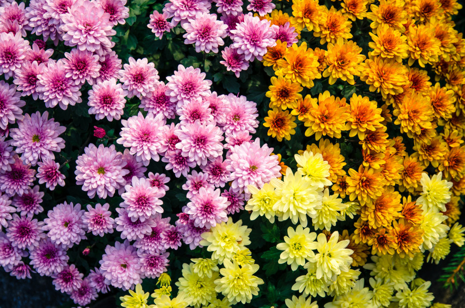 다양한 꽃과 그 꽃이 상징하는 의미는?, 시보드 블로그