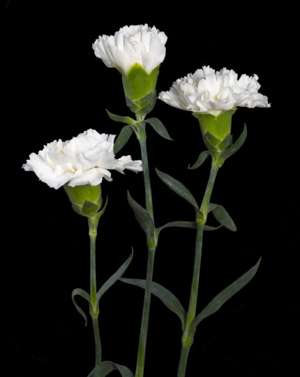 이번 발렌타인 데이, 사랑하는 사람에게 장미대신 이 꽃을 전한다면?, 시보드 블로그