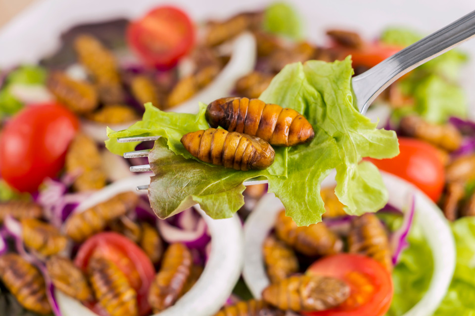 새로운 단백질 공급원? 미래 식량이 될 맛있는 곤충들, 시보드 블로그