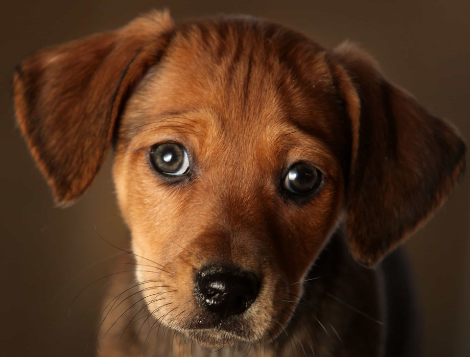 강아지에 대해 잘 몰랐던 사실들, 시보드 블로그