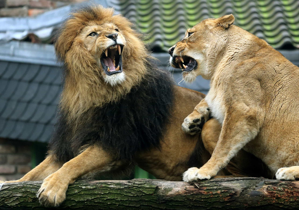 동물원에서 발생한 역사상 가장 치명적이었던 공격!, 시보드 블로그