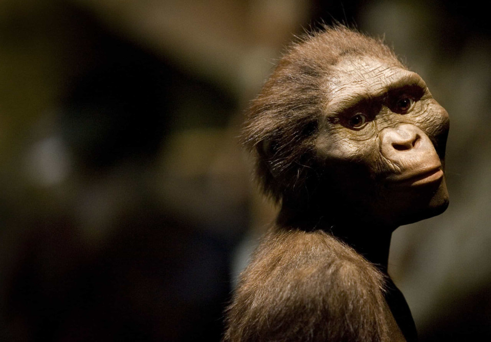 멸종된 인류: 그들은 우리와 얼마나 달랐을까?, 시보드 블로그