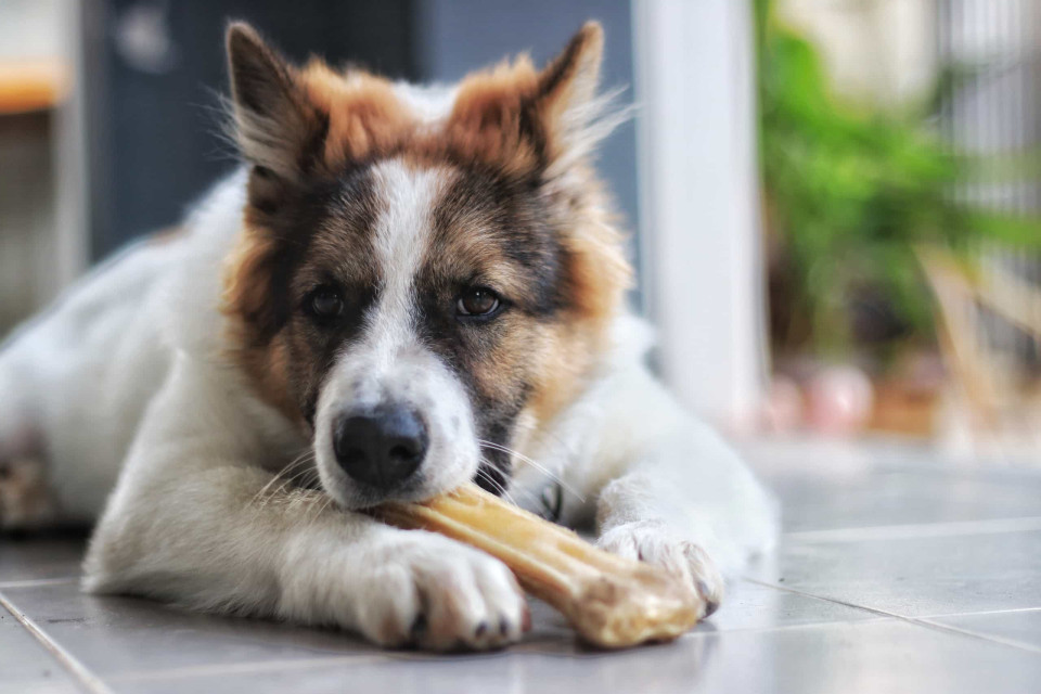 강아지에게 독이 되는 음식은 무엇일까?, 시보드 블로그