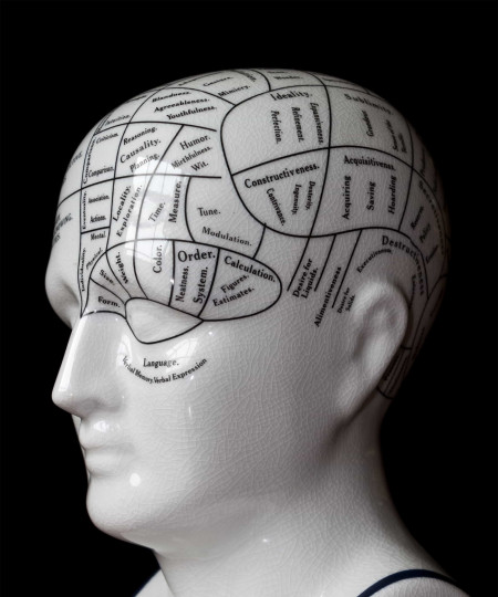 인간의 뇌 크기, 왜 줄어들었을까?, 시보드 블로그