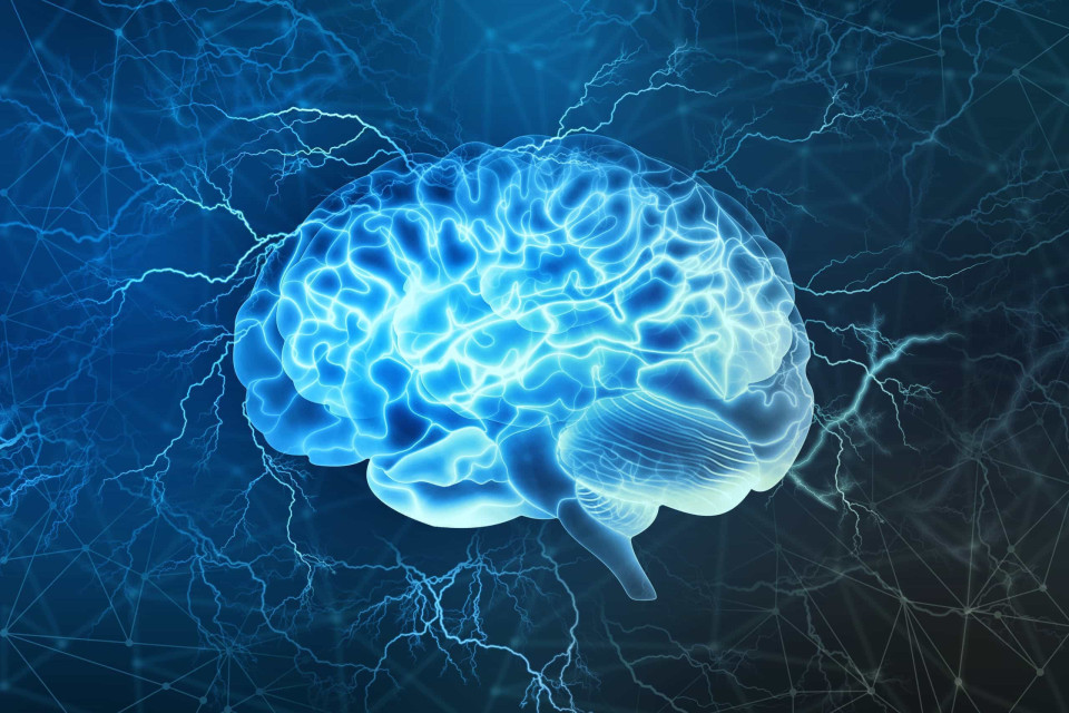인간의 뇌 크기, 왜 줄어들었을까?, 시보드 블로그