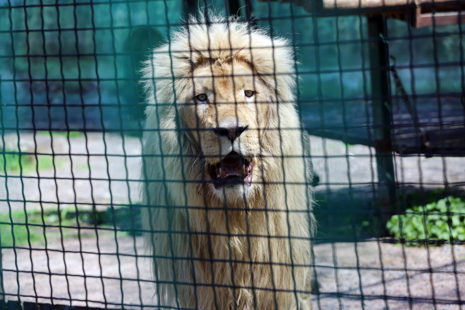 동물원에서 발생한 역사상 가장 치명적이었던 공격!, 시보드 블로그