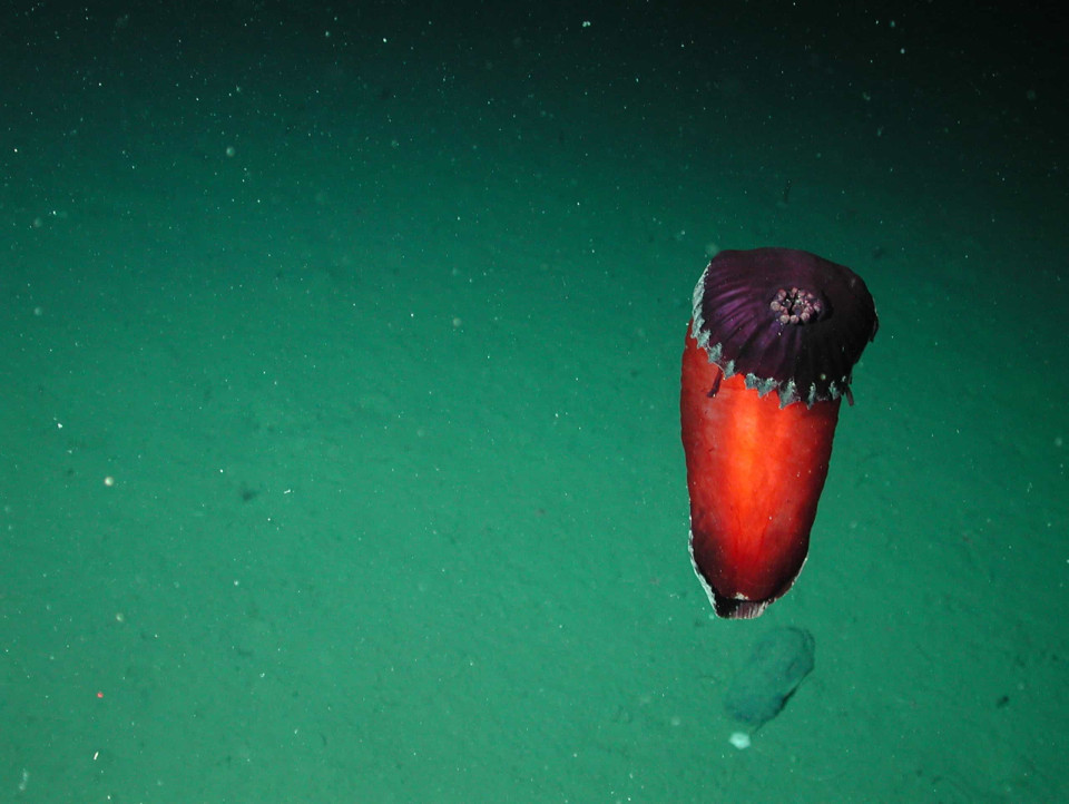 아니! 이게 뭐야? 깊은 바닷 속 경이롭고 초현실적인 바다 생물들, 시보드 블로그