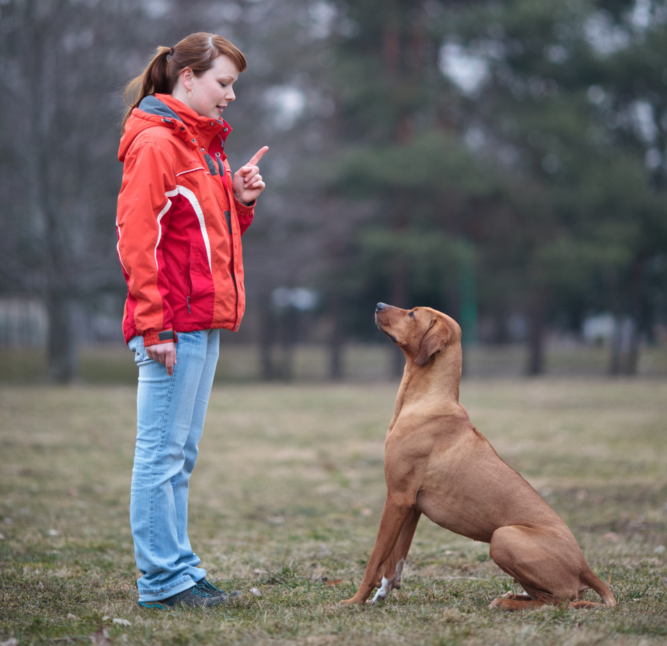 강아지를 훈련시키는 다양한 기술과 방법들!, 시보드 블로그