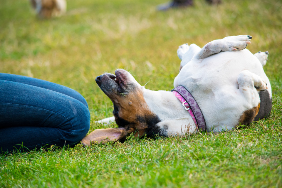 강아지를 훈련시키는 다양한 기술과 방법들!, 시보드 블로그