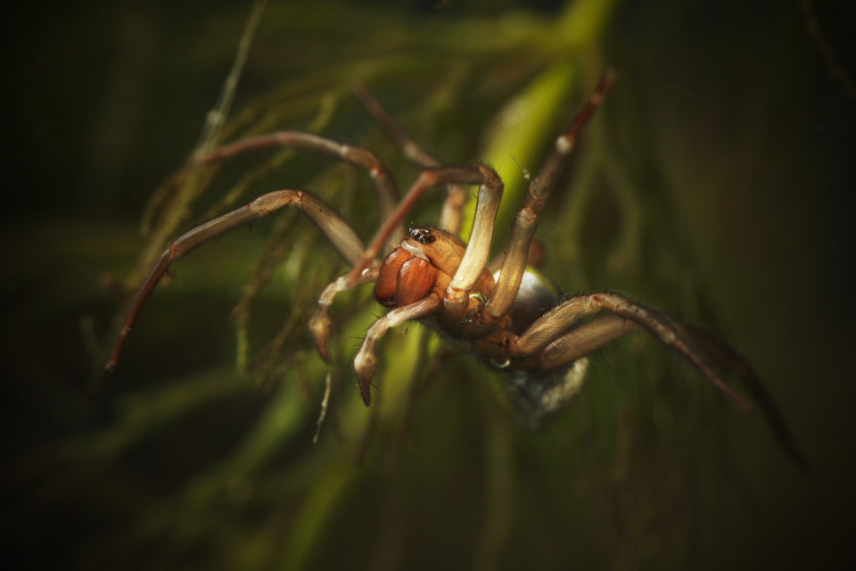 거미줄이 특별한 이유는 무엇일까?, 시보드 블로그