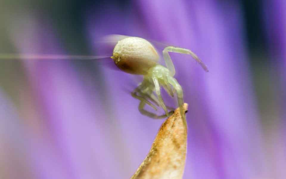 거미줄이 특별한 이유는 무엇일까?, 시보드 블로그