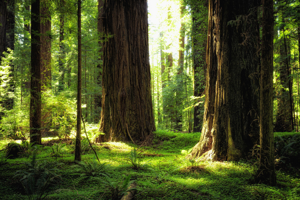 자연을 사랑하는 사람이라면 꼭 가봐야 할 아름다운 세계의 숲 30곳!, 시보드 블로그