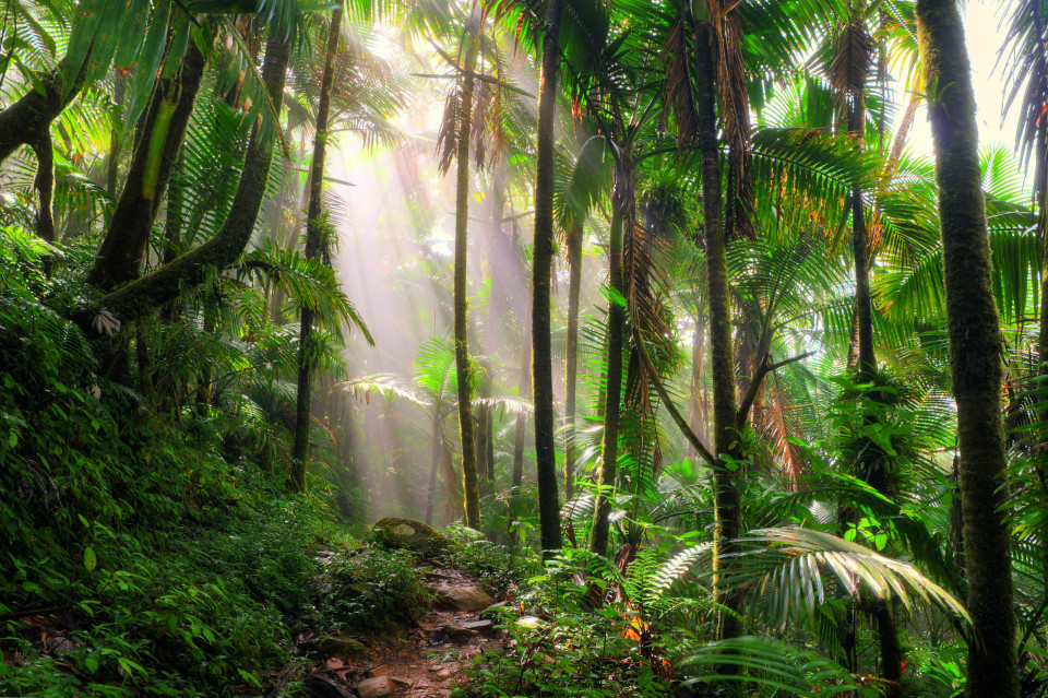 자연을 사랑하는 사람이라면 꼭 가봐야 할 아름다운 세계의 숲 30곳!, 시보드 블로그
