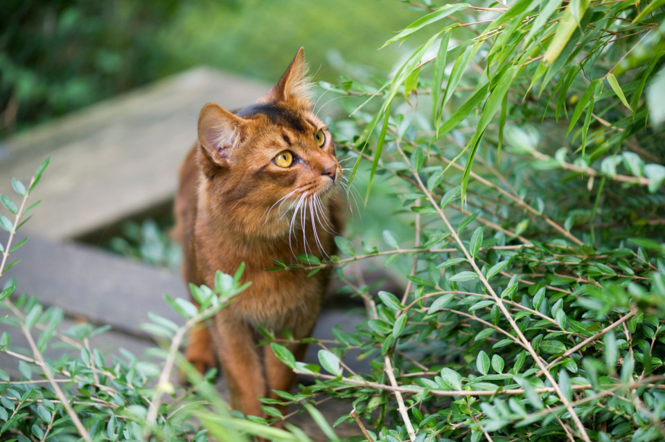 우리의 고양이가 친환경적이 아니라면?, 시보드 블로그
