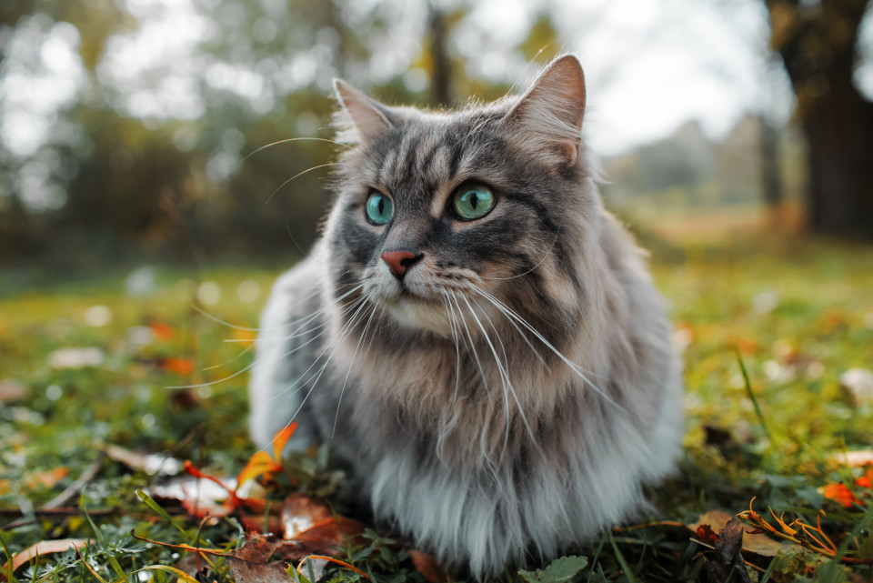 우리의 고양이가 친환경적이 아니라면?, 시보드 블로그