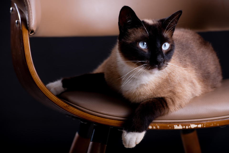 가장 인기있는 고양이 품종의 기원!, 시보드 블로그