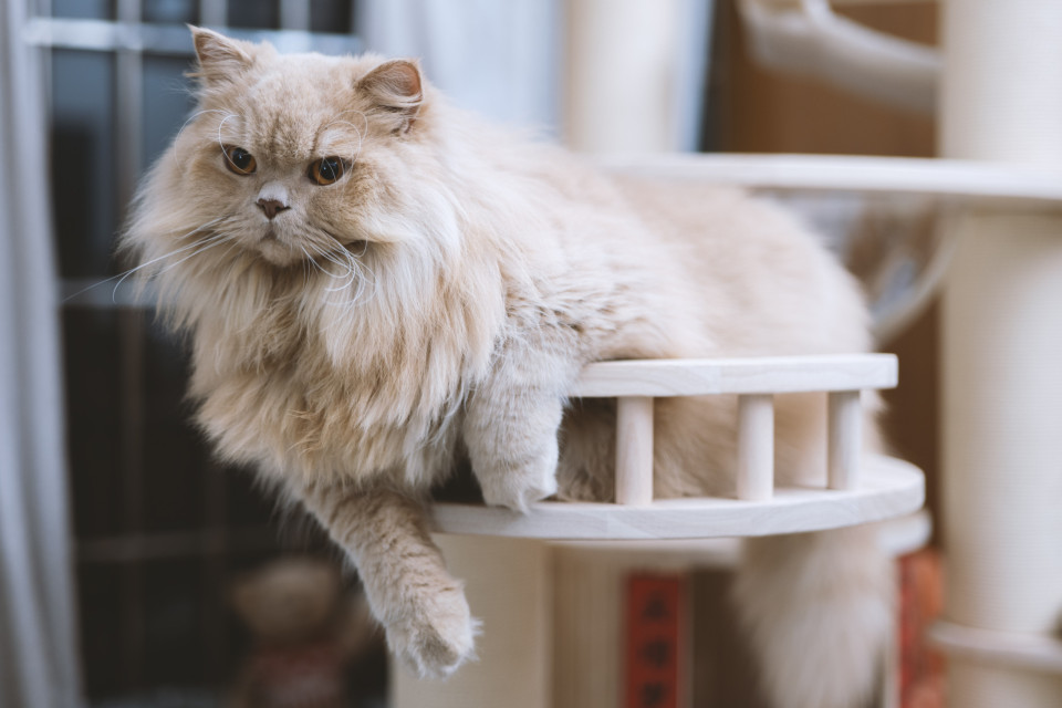 가장 인기있는 고양이 품종의 기원!, 시보드 블로그
