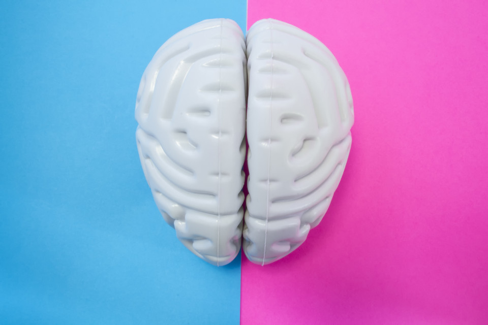 남성과 여성의 뇌, 정말로 다를까?, 시보드 블로그